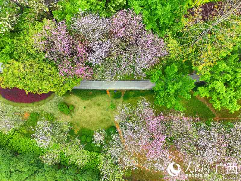 柳州市区盛开的紫荆花。人民网 付华周摄