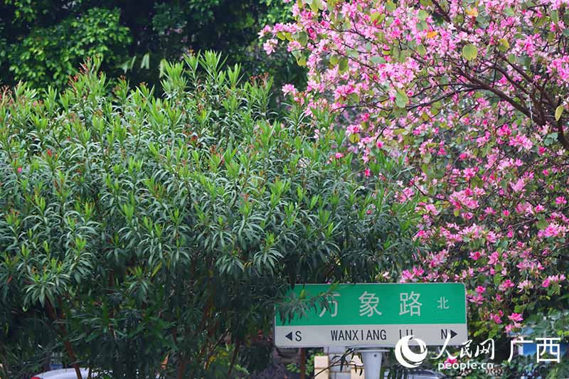 柳州市区盛开的紫荆花。人民网 付华周摄