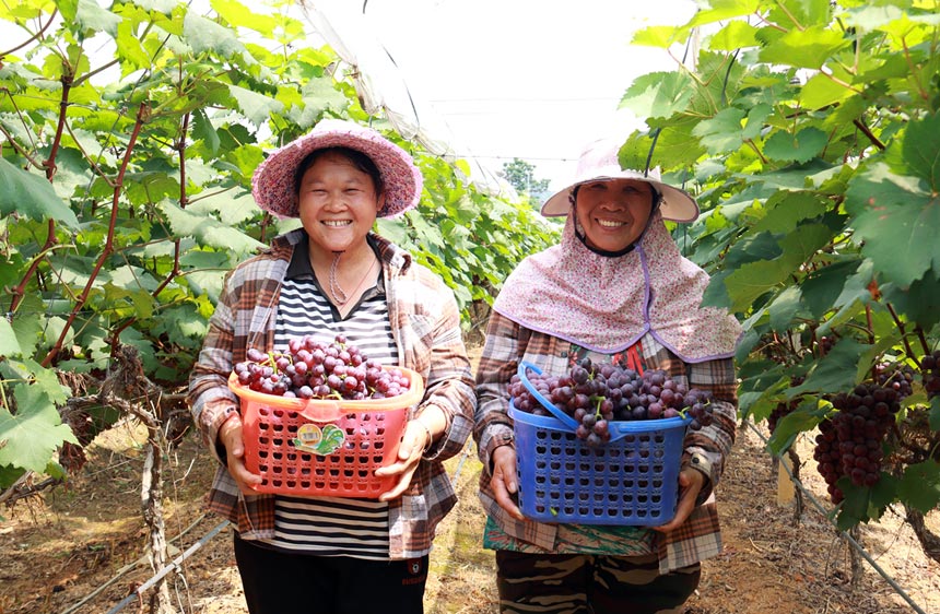 果农采摘新鲜的夏黑葡萄，脸上洋溢着丰收的喜悦。