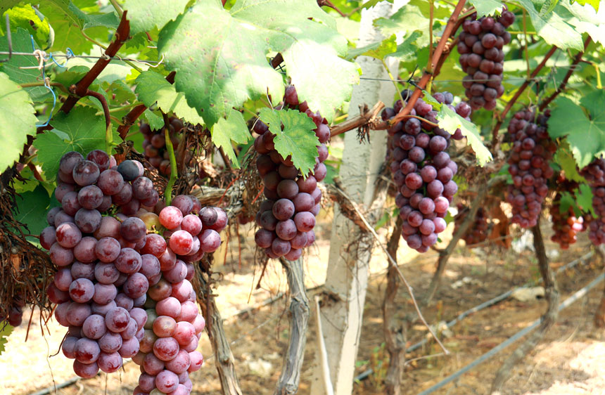 一串串颗粒饱满的夏黑葡萄被骄阳染成了紫黑色。