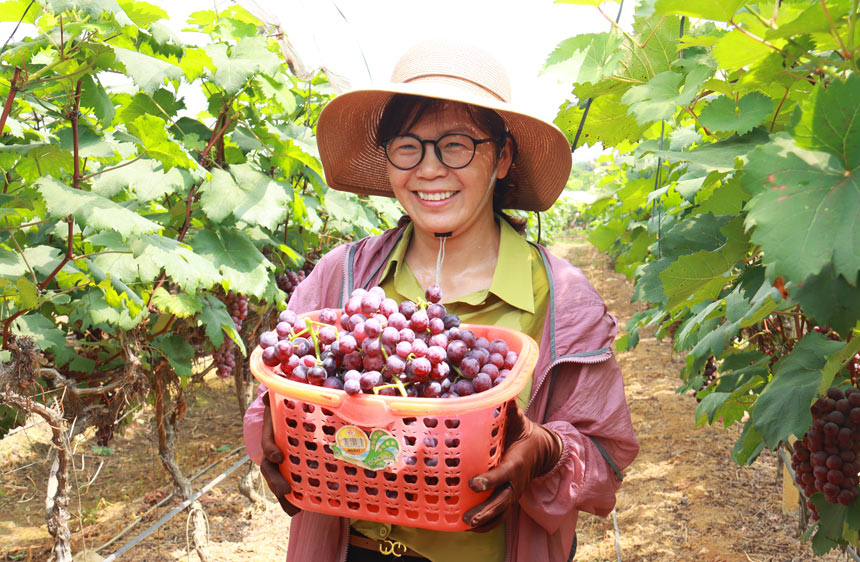 “东方黑珍珠”甜蜜上市。