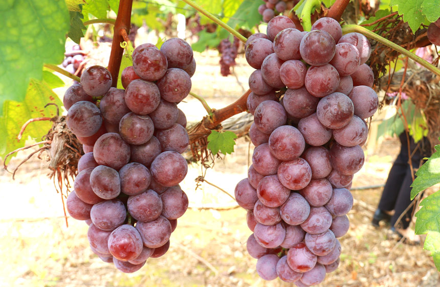 一串串颗粒饱满的夏黑葡萄。