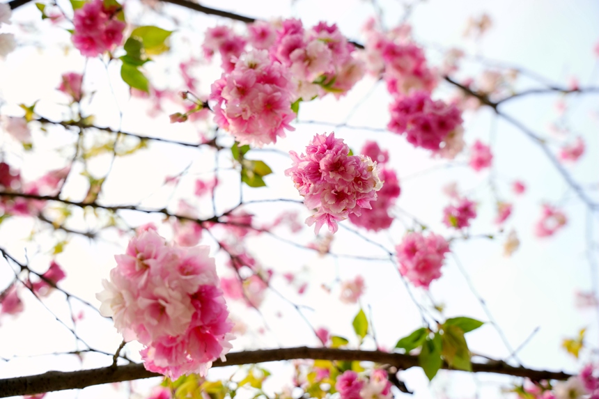 芳菲三月，樱花盛开。