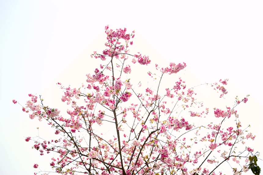 樱花盛开。
