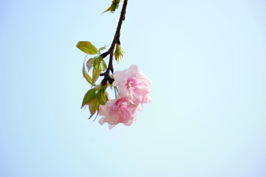 樱花盛开。
