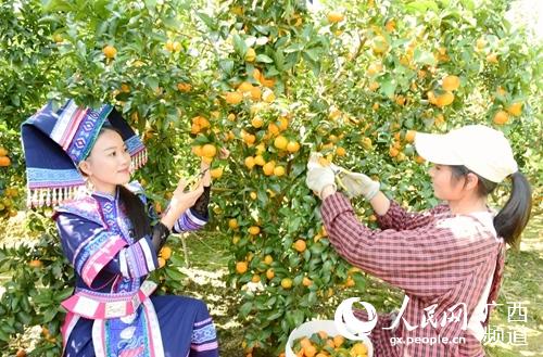 果农正在摘果。黄燕群摄