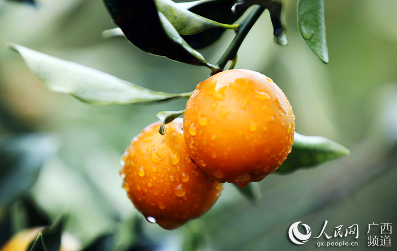广西融安19万亩金桔迎丰收。滕以洪摄