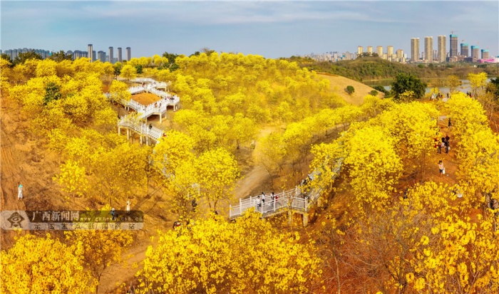 南宁青秀山：黄花风铃木盛放迎客来（高清图集）
