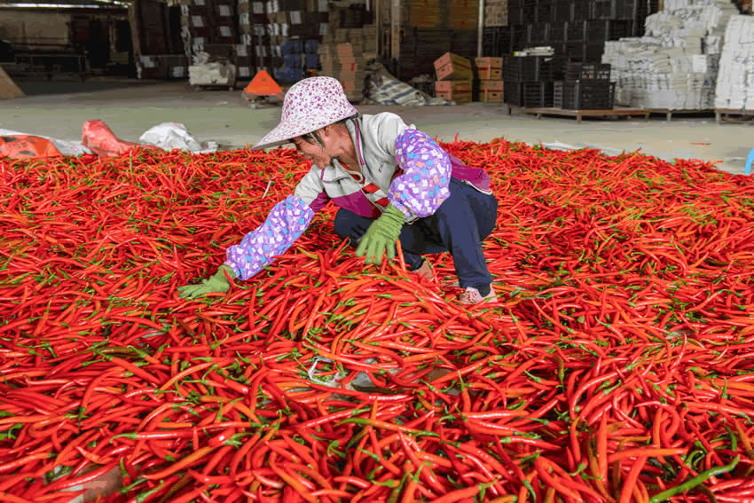 椒农在整理辣椒。
