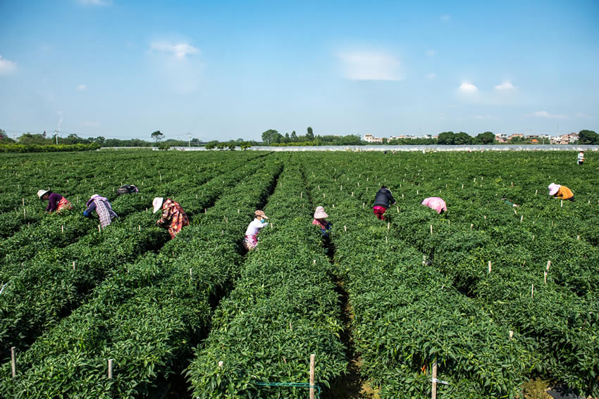 工人在田间采收辣椒。