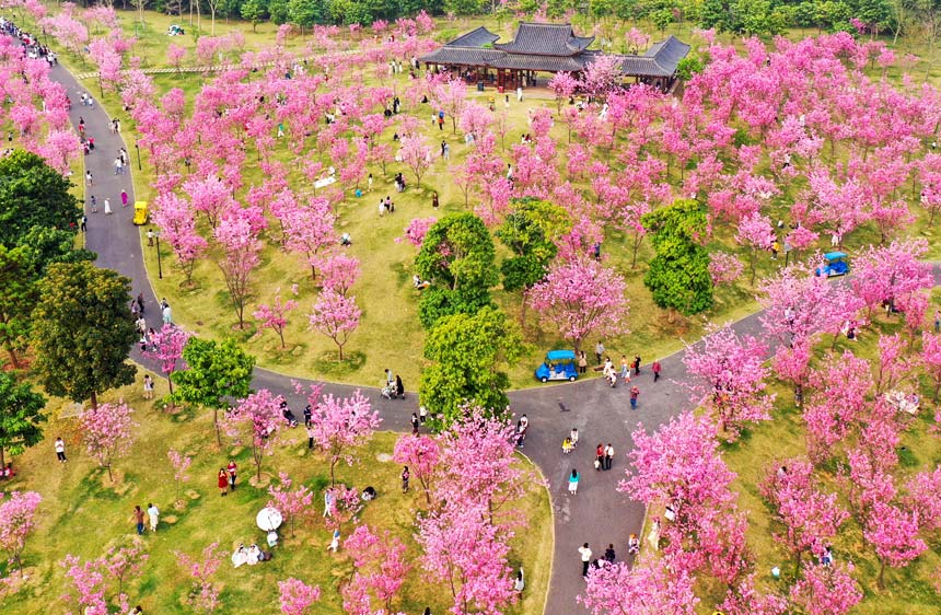 南宁青秀山公园樱花谷里的樱花盛放,粉红色的樱花如一朵朵的红霞,鲜艳夺目。