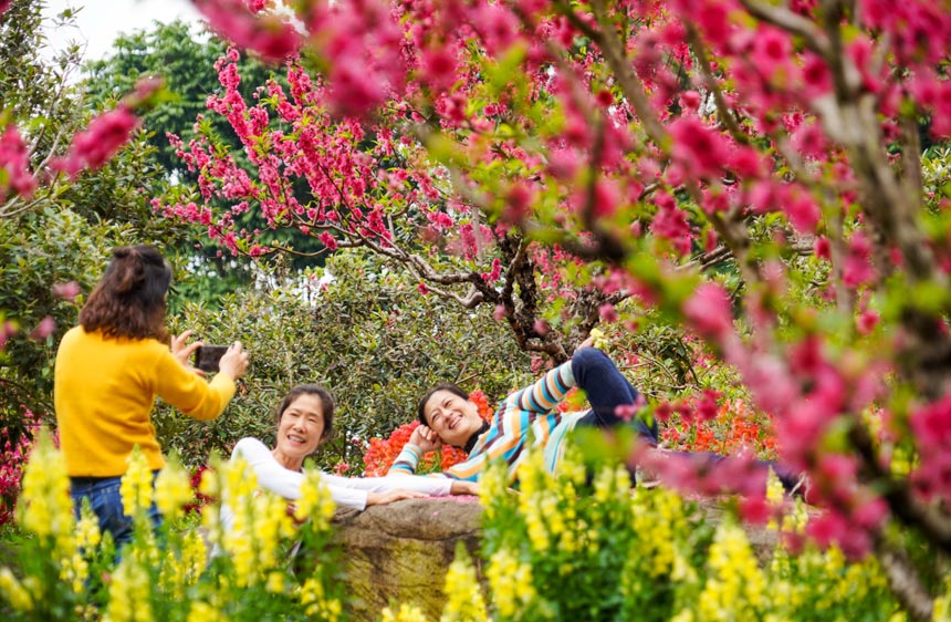 南宁青秀山公园的桃花盛开,市民踏青赏花,定格美好时光。