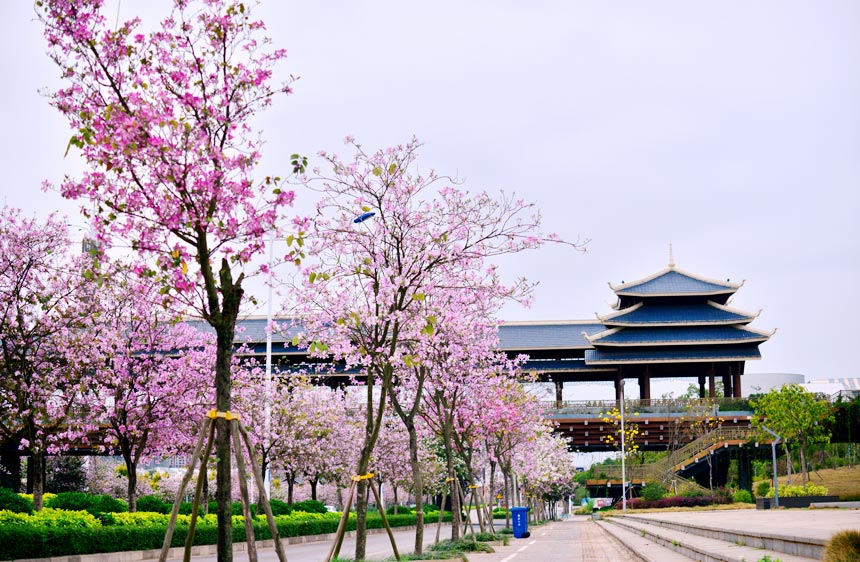 南宁市街头繁花似锦,美不胜收。