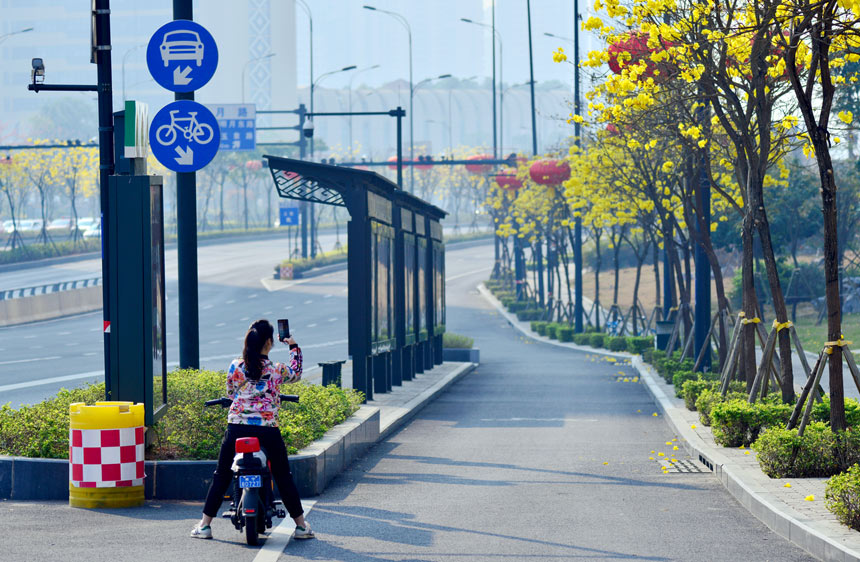 黄花铃盛开,吸引市民拍照留念。