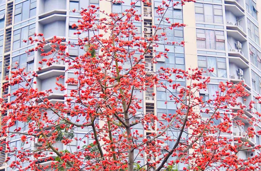 缀满枝头的木棉花，热烈而奔放。