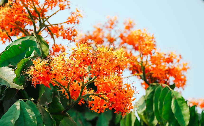 校园里的无忧花。黄皓阳摄