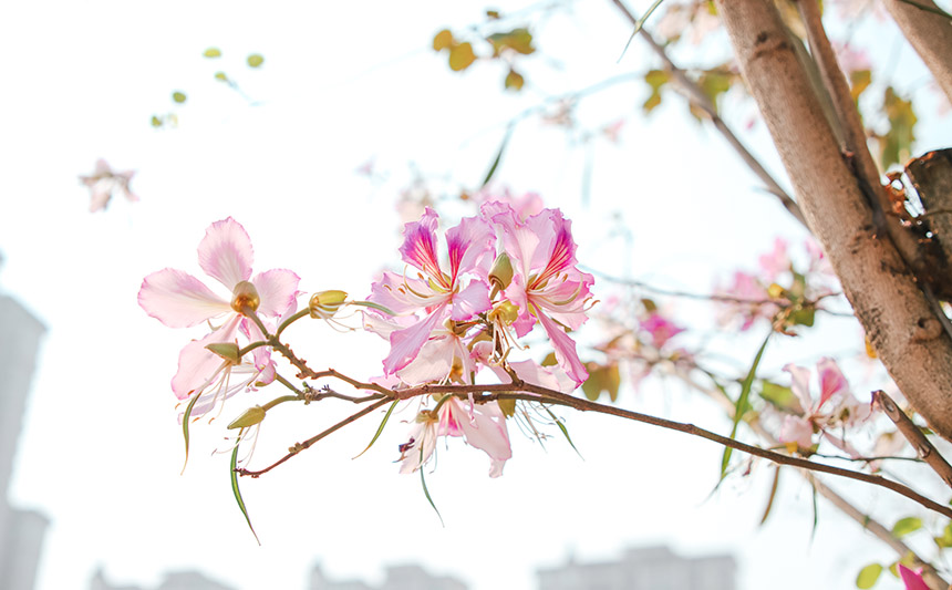 春日里，粉洋紫荆在枝头绽放。黄皓阳摄