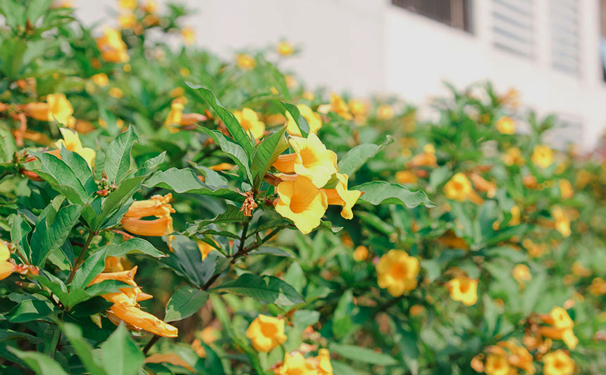 黄蝉向阳而开。黄皓阳摄