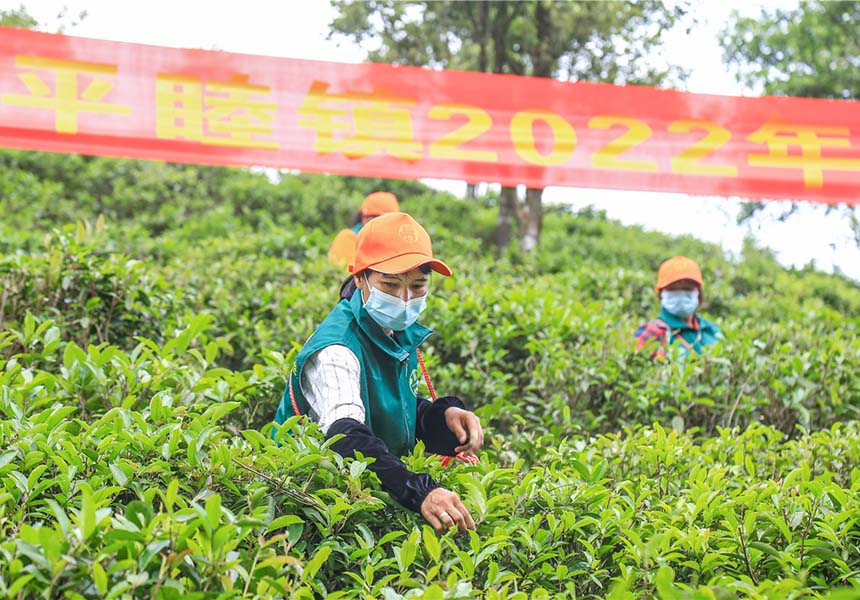 采茶工人采摘茶叶。