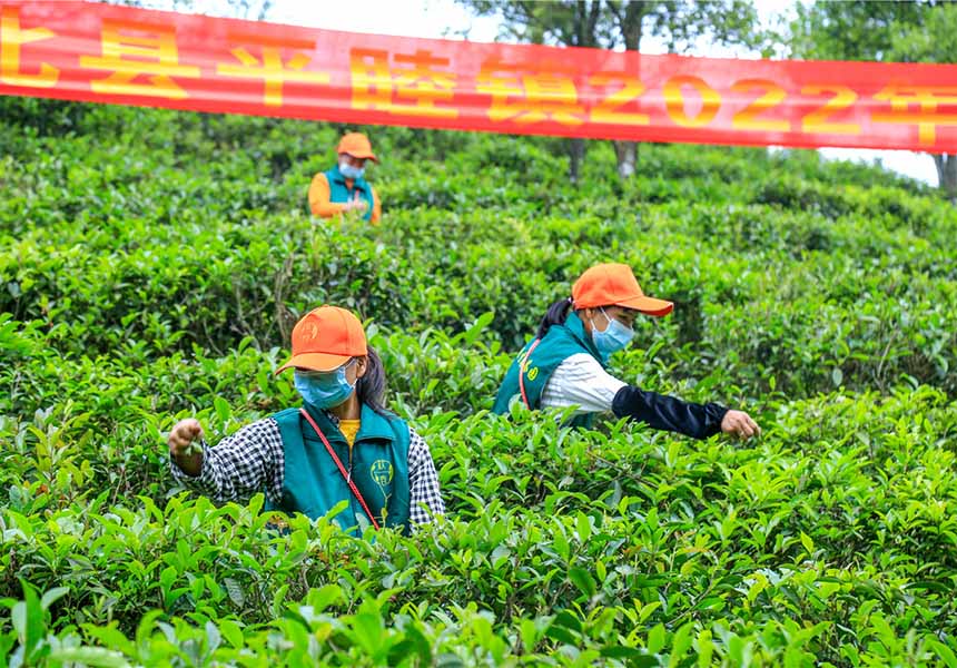 采茶工人采摘茶叶。