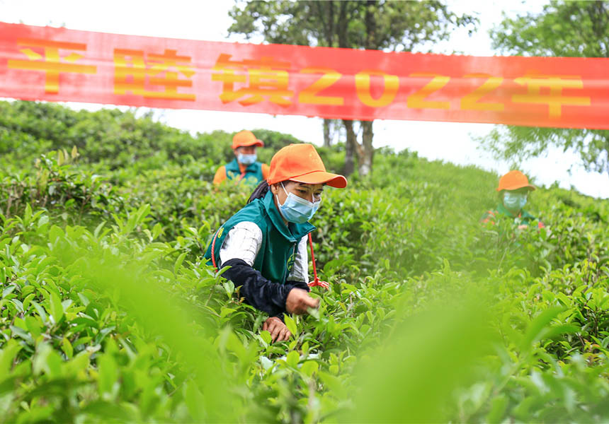 采茶工人正在采摘茶叶。