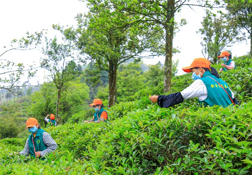 采茶工人采摘茶叶。