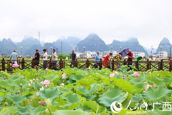 柳江区百朋荷苑景区荷花盛开。人民网 付华周摄