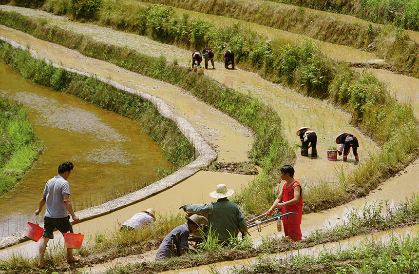 瑶寨村民在梯田里劳作。