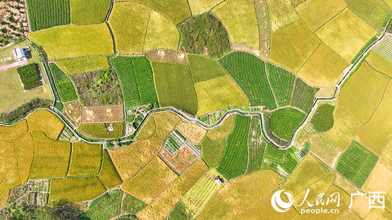 丰收的田园。人民网 付华周摄