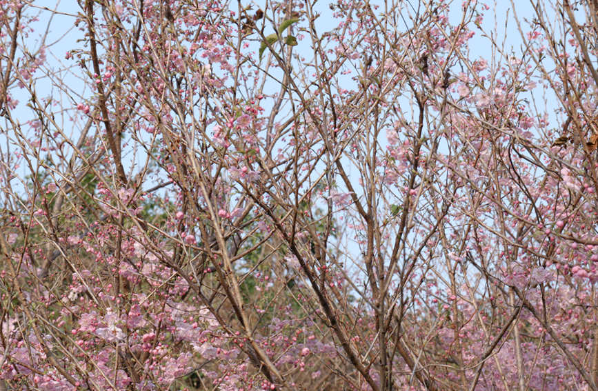 樱花竞相绽放。彭芊程摄