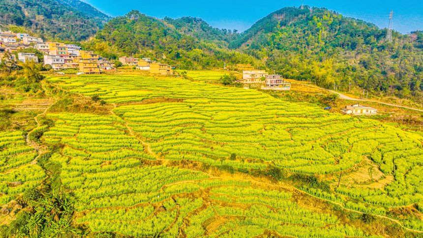 千亩油菜花竞相绽放。刘峥摄