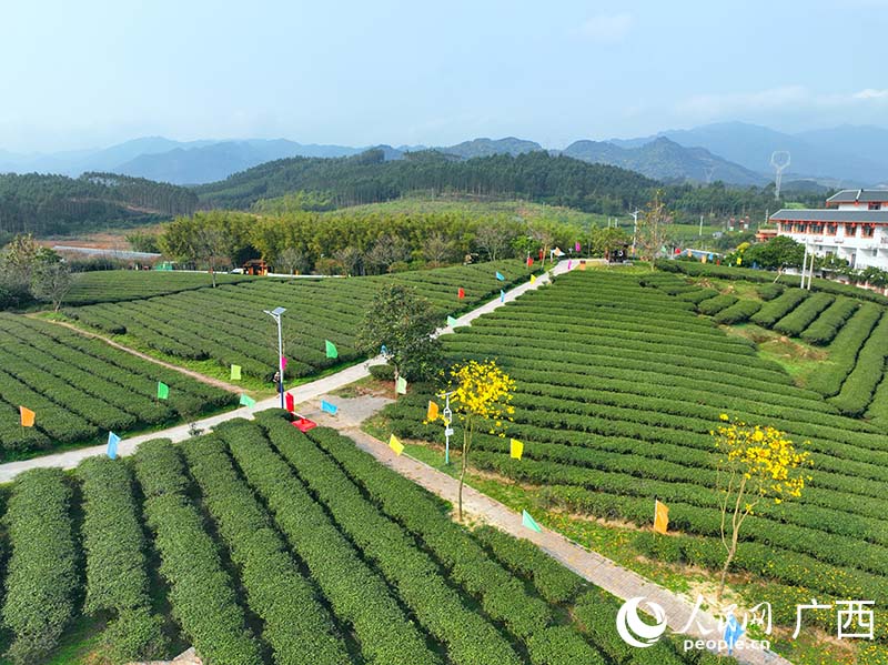 春日大明山茶园。人民网 付华周摄