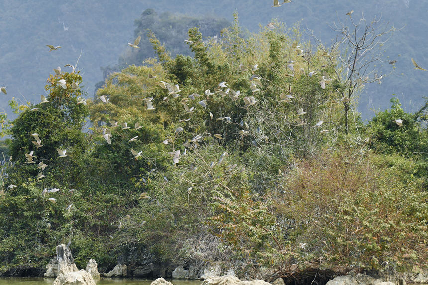 夜鹭飞上枝头。