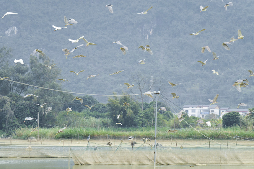 夜鹭在水库上方飞翔盘旋。