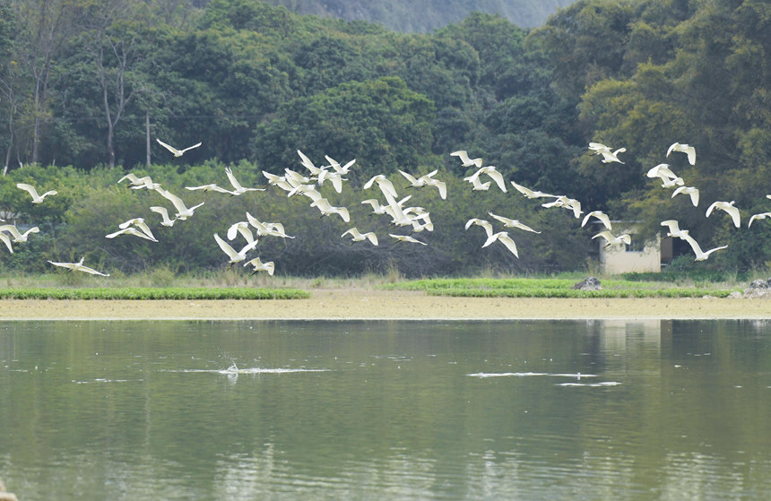 白鹭在水上展翅飞翔。