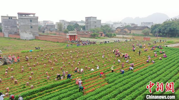 图为福桥村农田采收现场。　毛美岚 摄