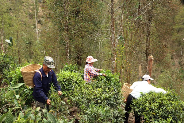茶农在采茶