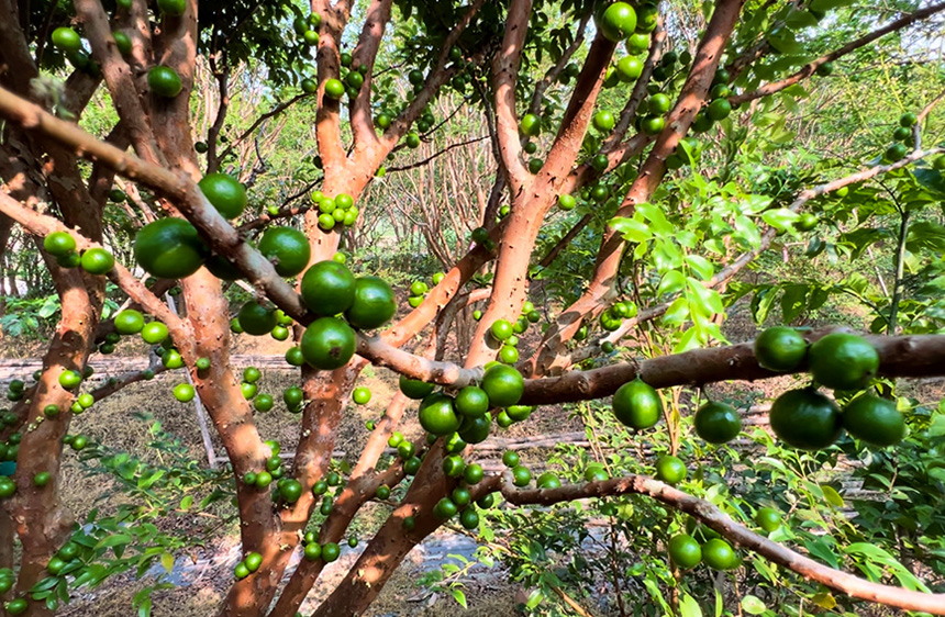 树葡萄的树干上，密密麻麻地长满了果实。
