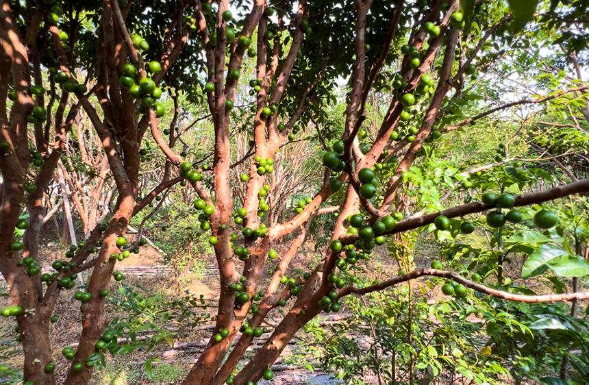 树葡萄的树干上硕果累累。