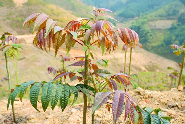 香椿嫩芽。岑柳蓉摄