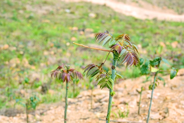 香椿嫩芽。岑柳蓉摄