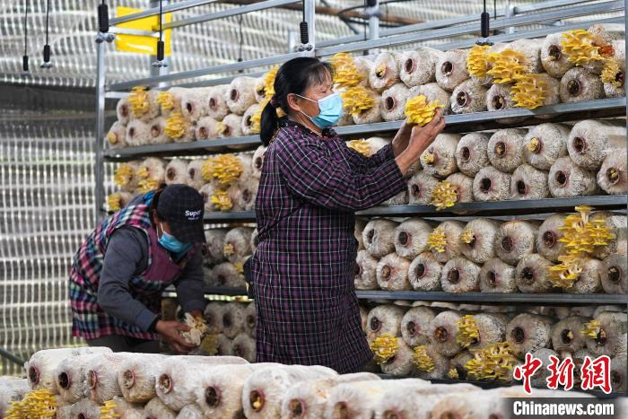 广西德保：小菌菇撑开“致富伞”