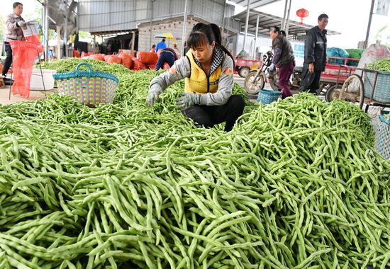 村民们正忙着打包、称重、装运早春的四季豆。