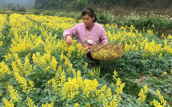 采摘岩黄连药花。