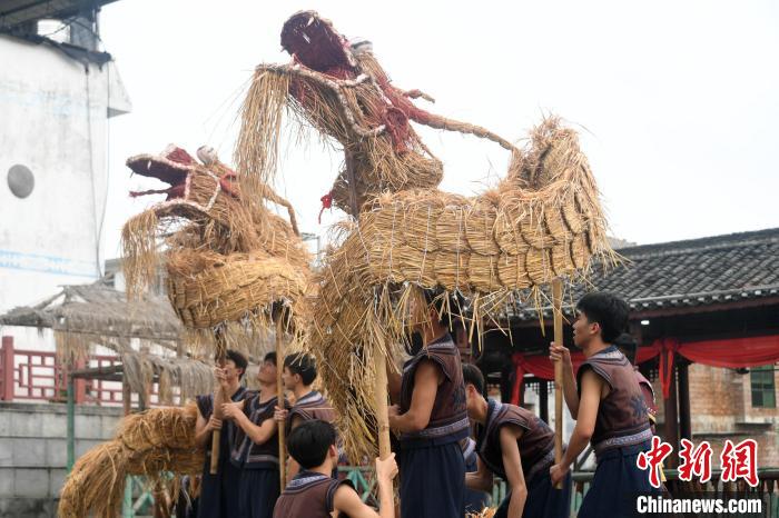 图为舞草龙现场。 廖光福 摄 图为舞草龙现场。 廖光福 摄