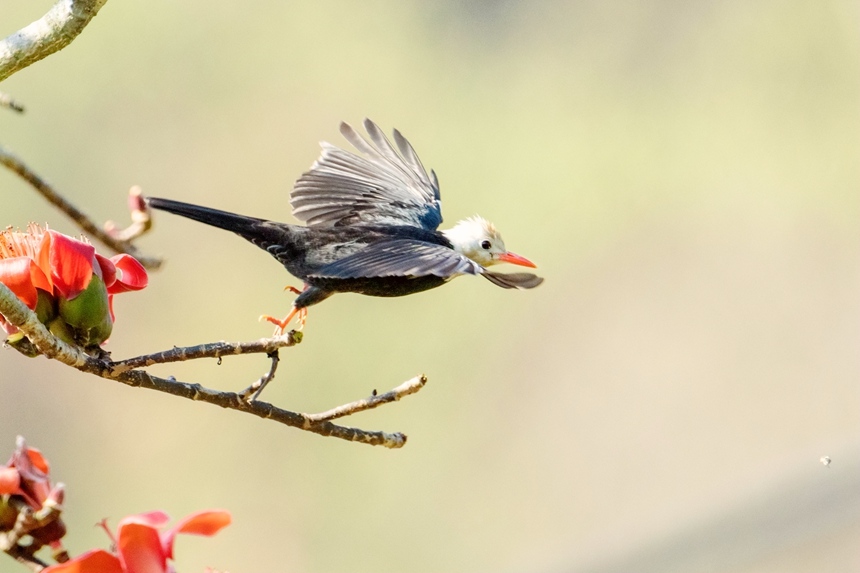 白头短脚鹎。李世华摄