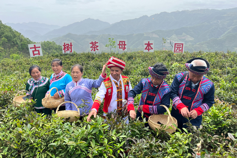 游客体验采茶。罗仕勇摄