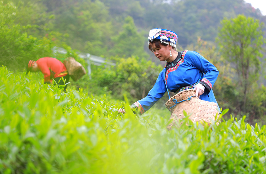 大境斋茶制作技艺非遗传承人卢顺在茶园采茶。阳海翔摄