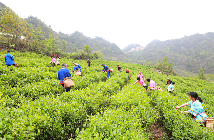 茶园里一派繁忙景象。阳海翔摄