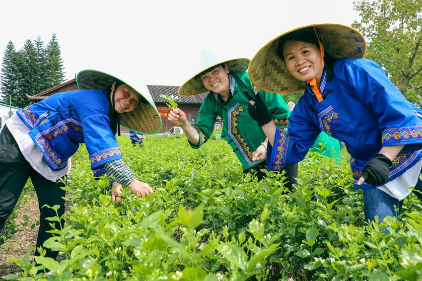 花农摘花。黄汝德摄
